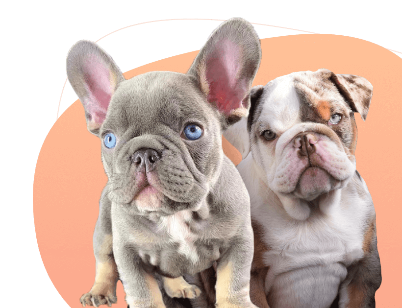 Our Pups, Las Vegas French Bulldog Breeder and Organic Dog Treat Maker