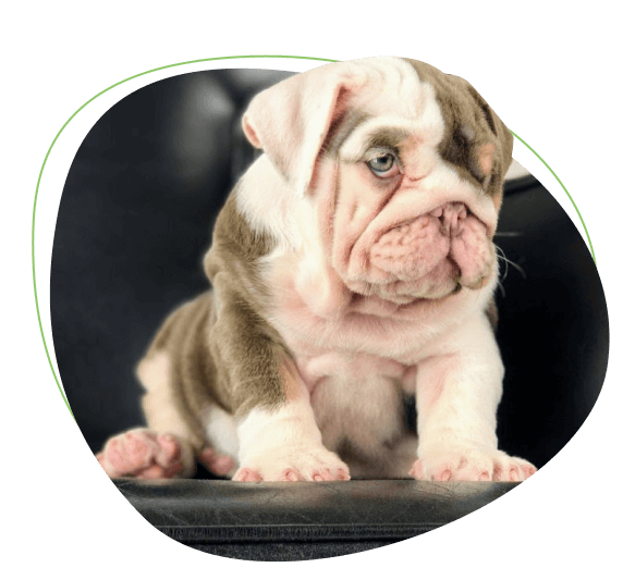 Mini Rare English Bulldog Puppies Las Vegas NV