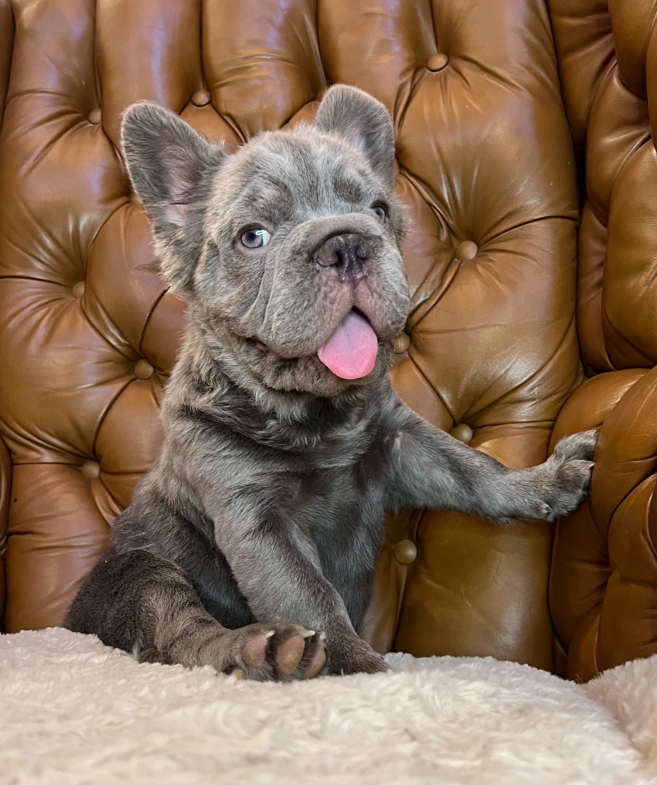 Our Pups, Las Vegas French Bulldog Breeder and Organic Dog Treat Maker
