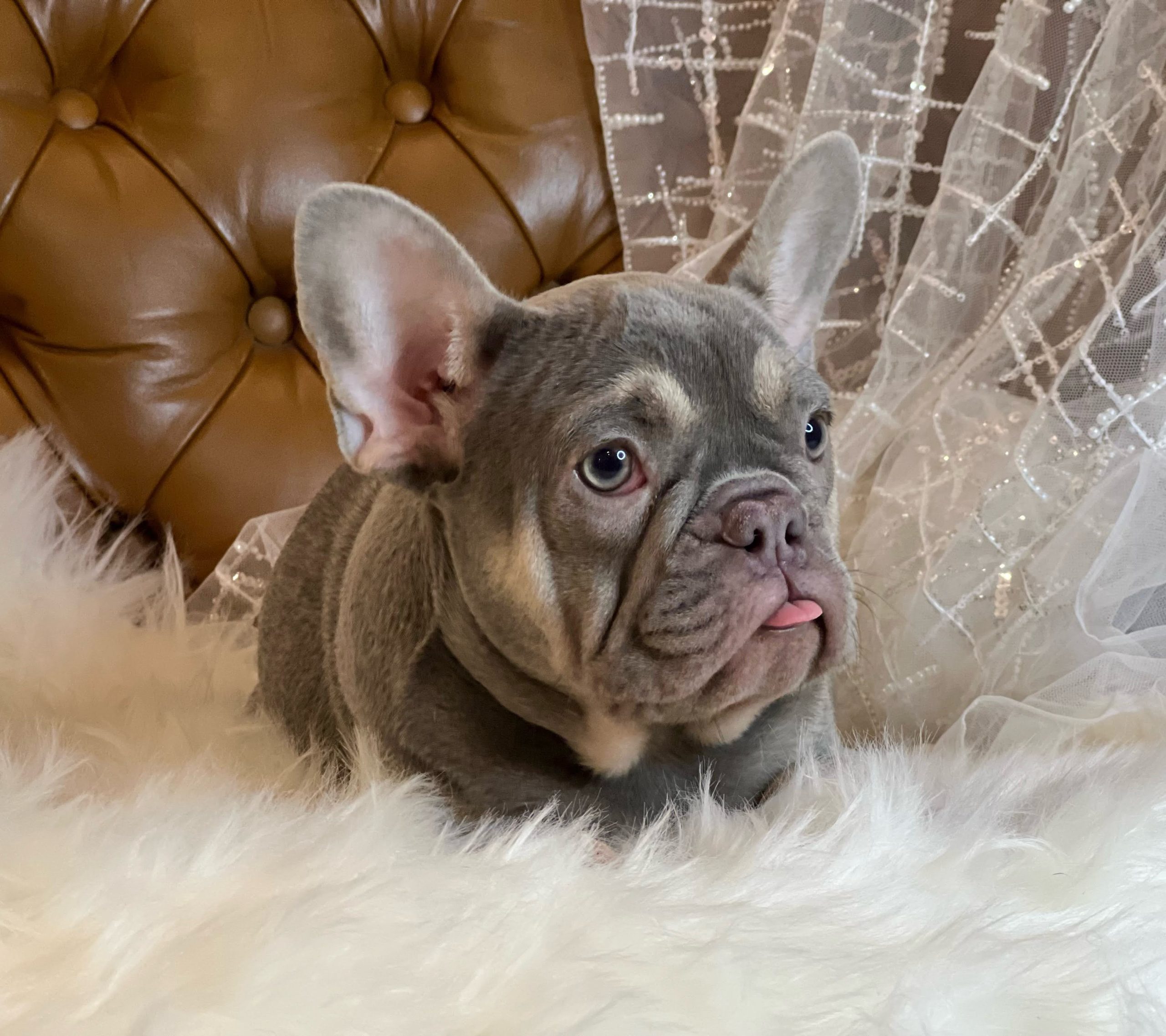 Available Puppies - More Wrinkles