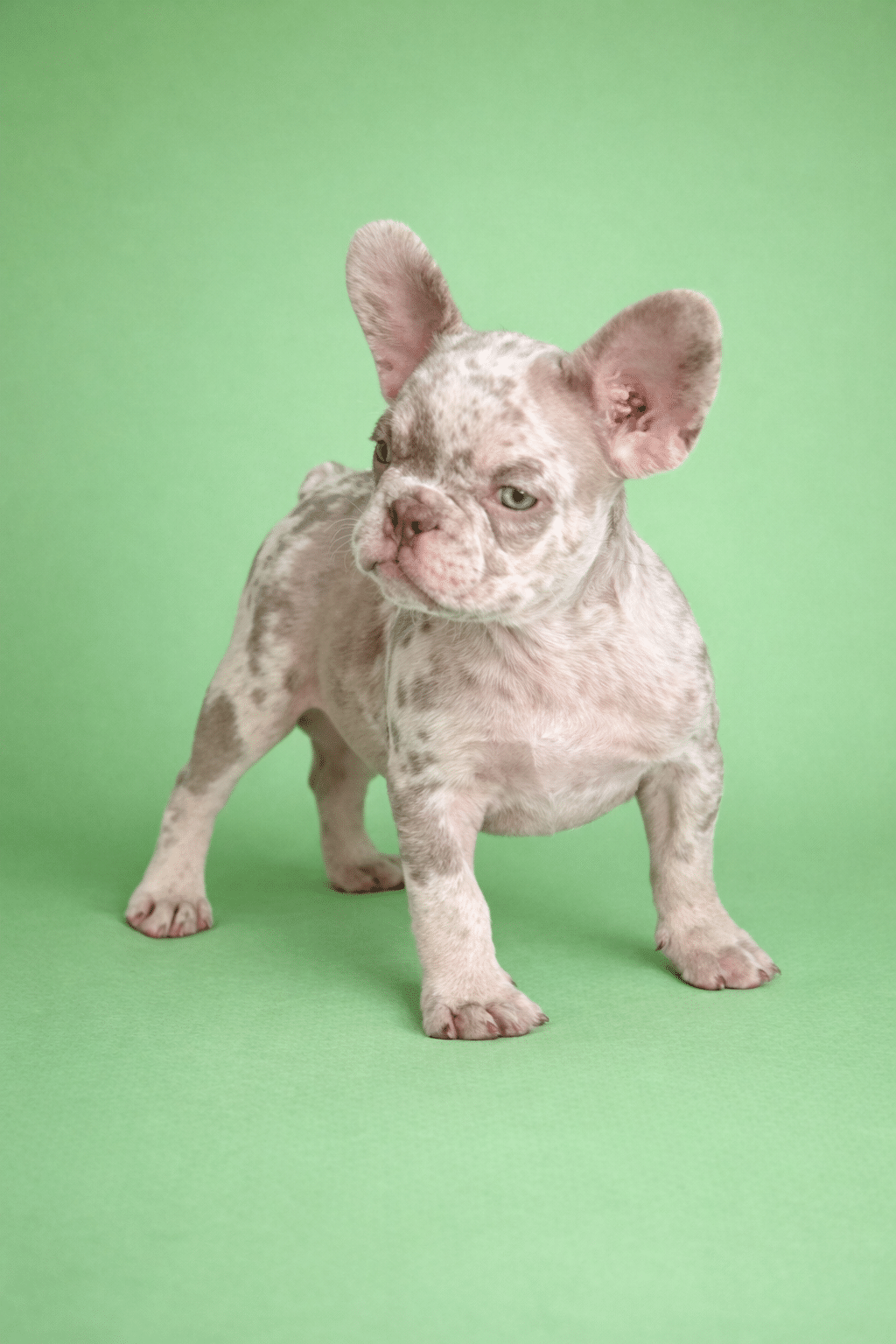 B1A2D5F5 E0C2 488D A81F FFED515E5EEF