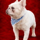 Cream French Bulldog in Red Studio