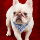 French Bulldog in a Floral Bandana